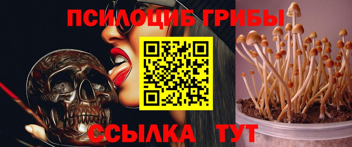 Галлюциногенные грибы Cubensis Карталы